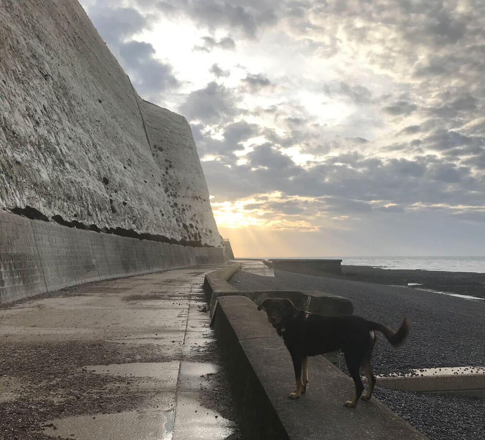 the worlds best dog, on wall next to a beach, big white cliffs and sunshine in the background